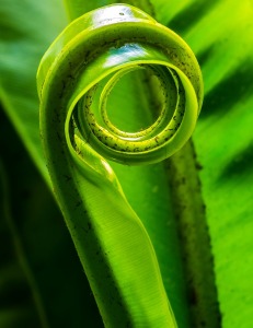 thick fiddlehead