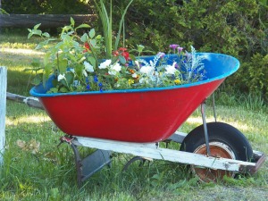 flowers in a wheelbarrow